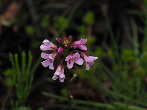 Cardamine griffithii