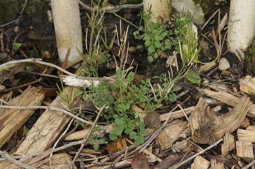 Cardamine hirsuta