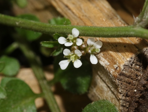 Cardamine hirsuta