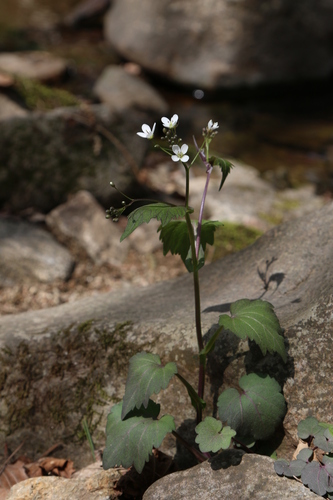 Cardamine komarovii