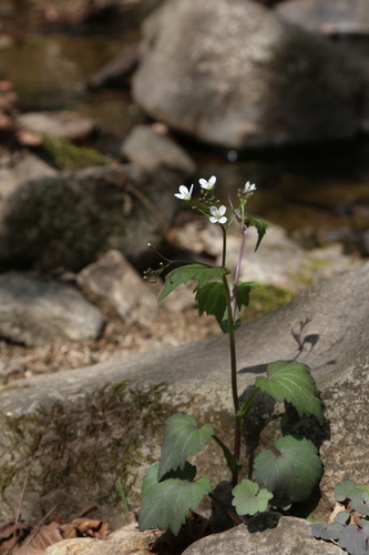 Cardamine komarovii