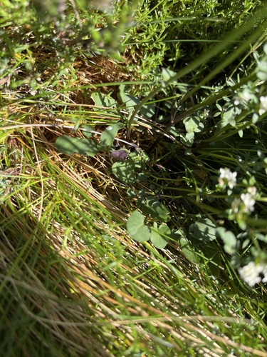 Cardamine lilacina