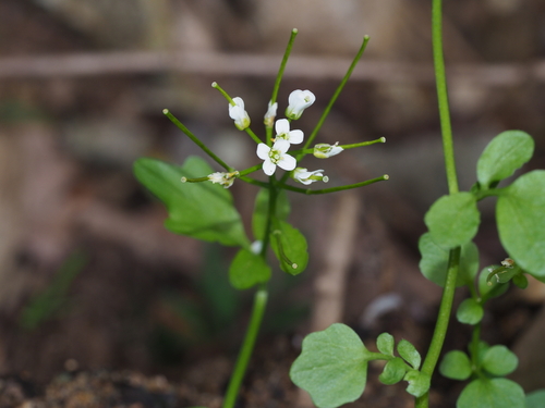 Cardamine lyrata