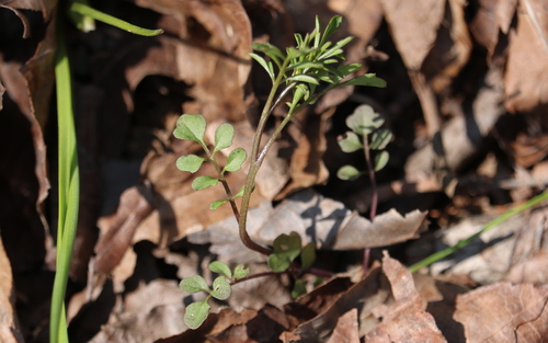 Cardamine parviflora