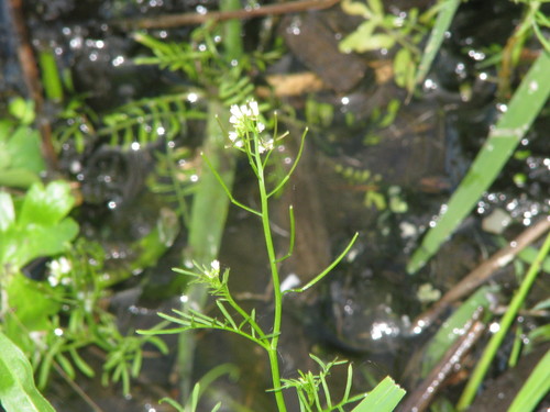 Cardamine parviflora