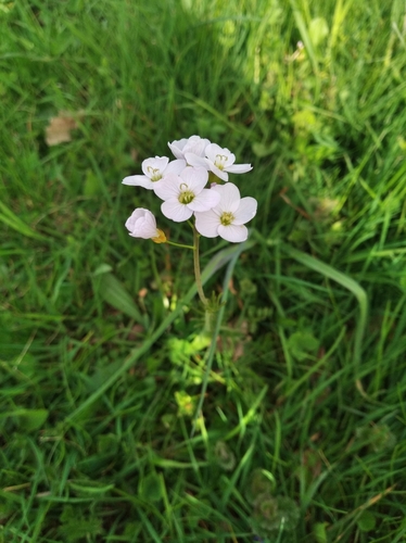 Cardamine pratensis