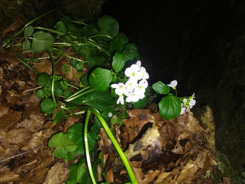 Cardamine raphanifolia