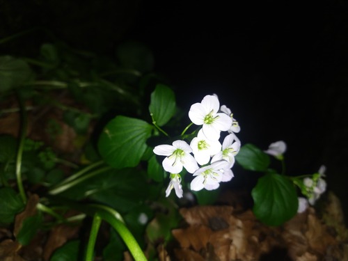 Cardamine raphanifolia