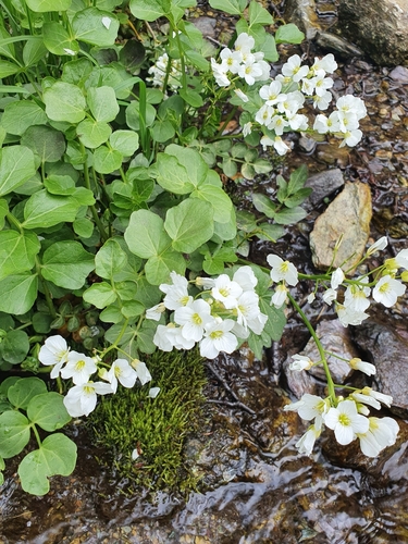 Cardamine yezoensis