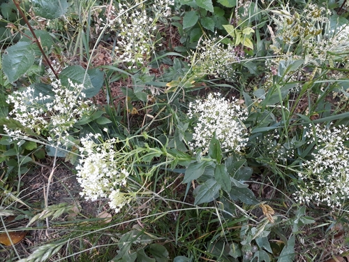 Cardaria draba