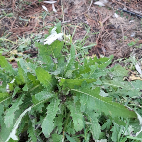 Carduus crispus