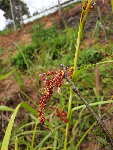 Carex baccans