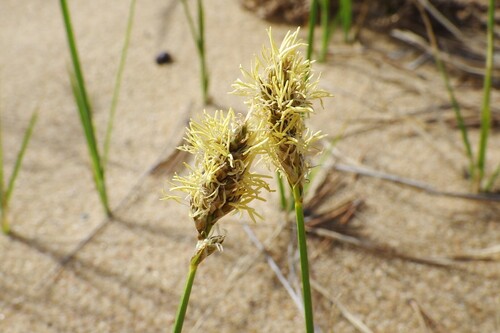 Carex disticha