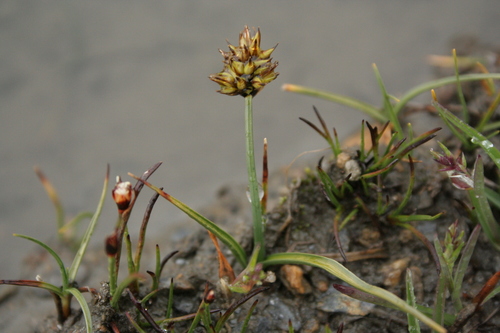 Carex disticha