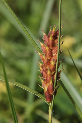 Carex hirta