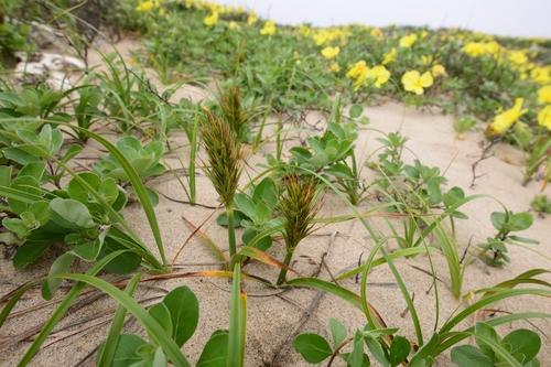 Carex kobomugi