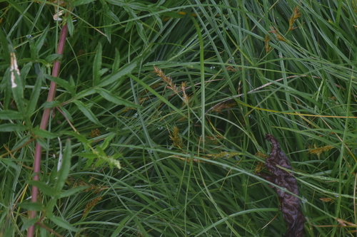 Carex nubigena
