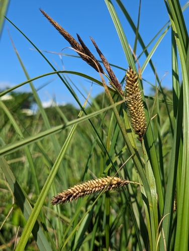 Carex riparia