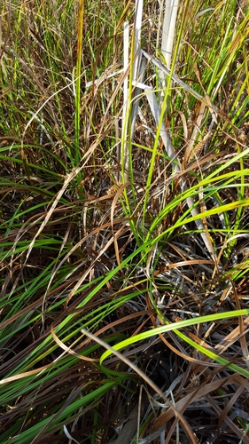 Carex rostrata