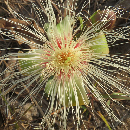 Careya herbacea