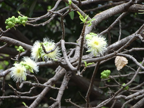 Careya sphaerica