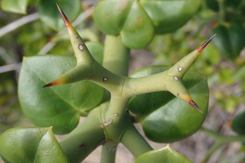 Carissa bispinosa