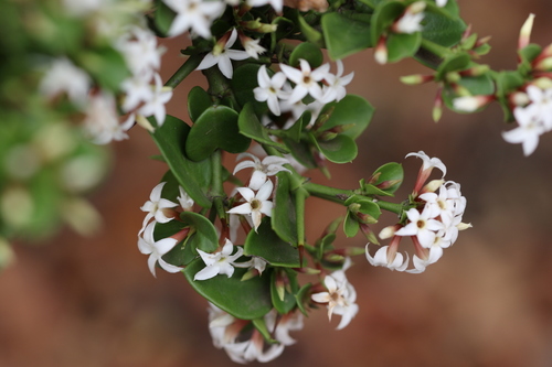Carissa bispinosa