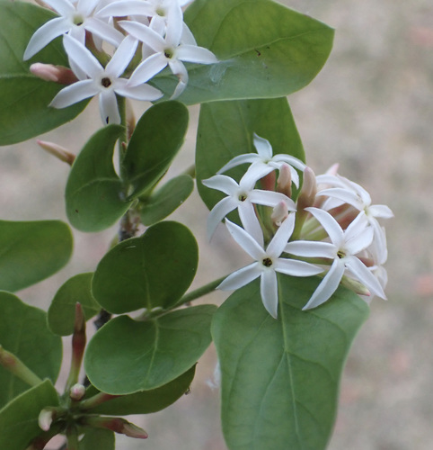 Carissa edulis