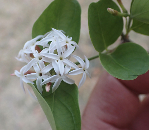 Carissa lanceolata