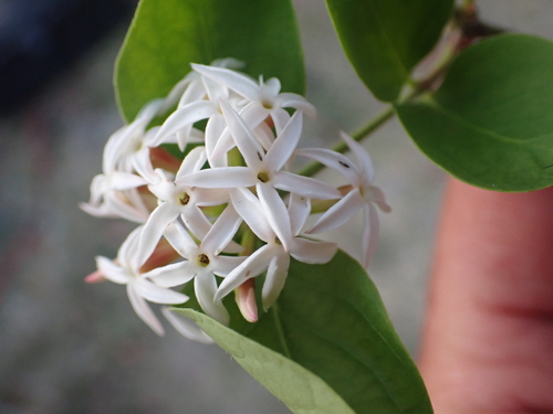 Carissa lanceolata