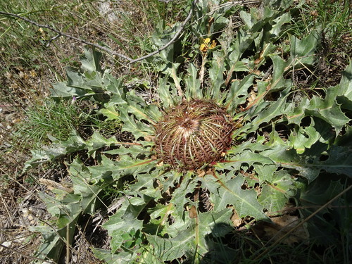 Carlina acanthifolia