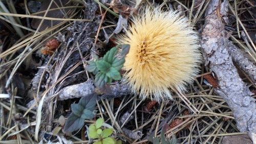 Carlina acanthifolia