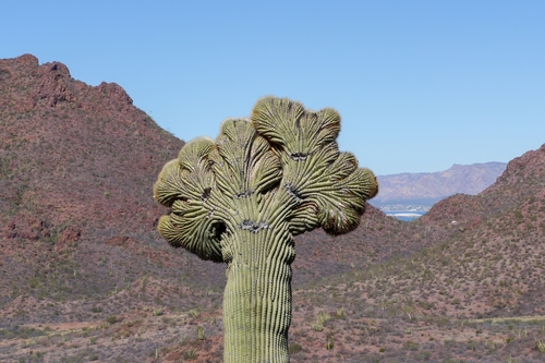 Carnegiea gigantea