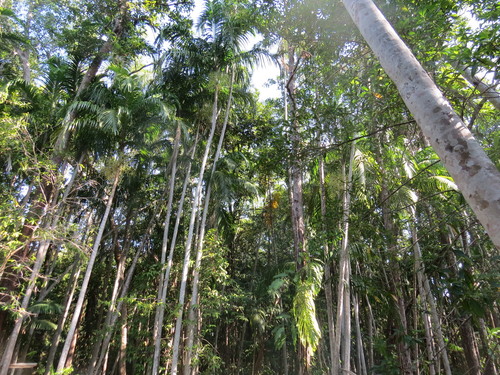 Carpentaria acuminata
