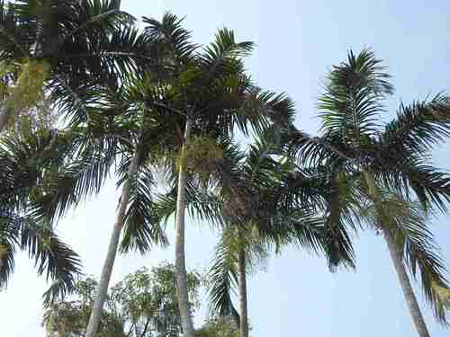 Carpentaria acuminata