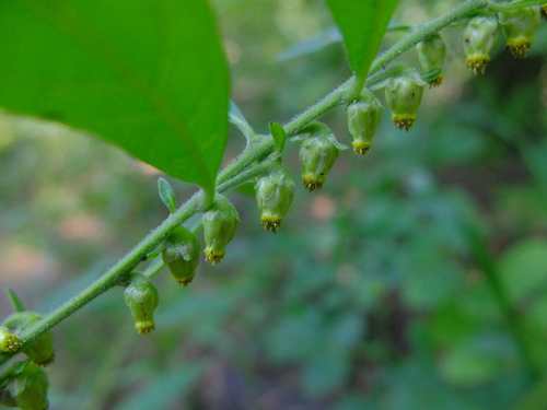 Carpesium abrotanoides