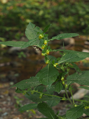 Carpesium abrotanoides