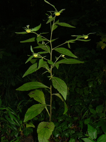Carpesium cernuum