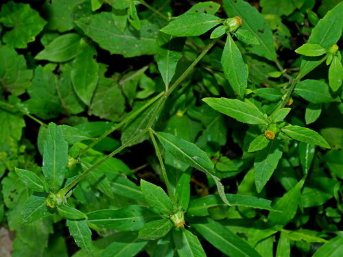 Carpesium divaricatum