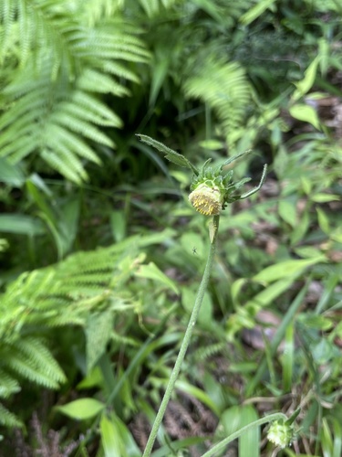 Carpesium glossophyllum