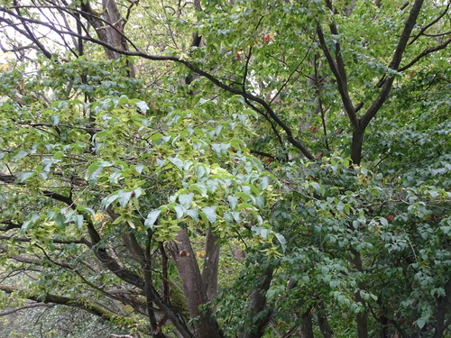Carpinus betulus