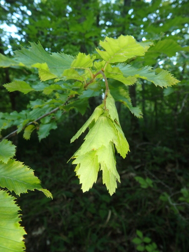 Carpinus orientalis