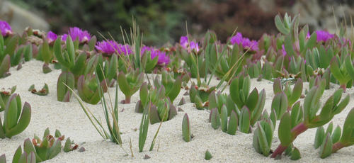 Carpobrotus aequilaterus