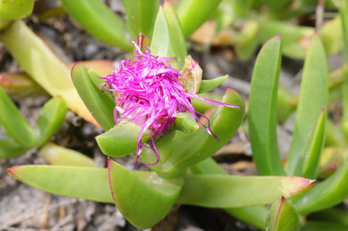Carpobrotus deliciosus