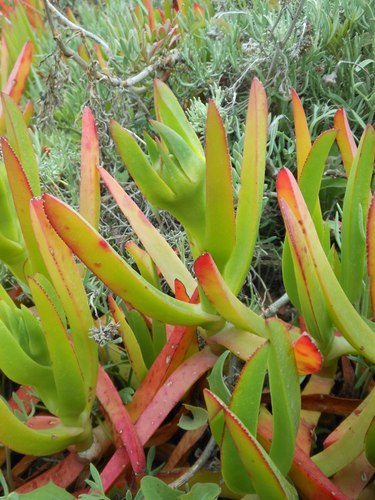 Carpobrotus edulis