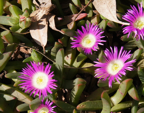 Carpobrotus modestus
