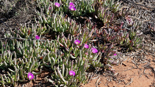 Carpobrotus rossii