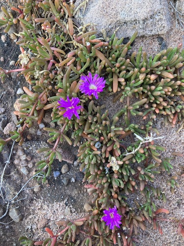 Carpobrotus virescens
