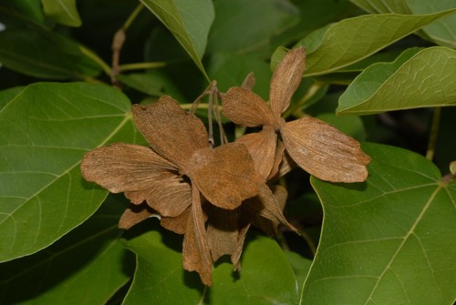 Carpodiptera africana