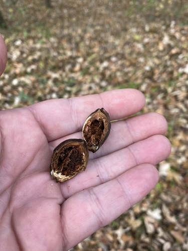 Carya aquatica